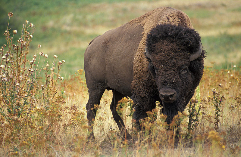 American Bison. wikimediacommons
