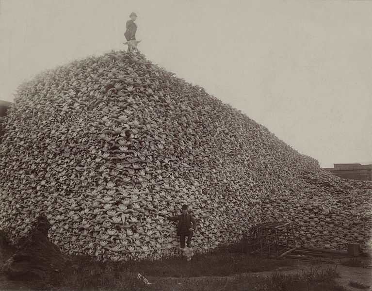 Hunter standing atop a mountain of bison bones. Via wikimediacommons