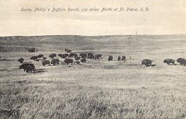 Buffalo on Scotty's Ranch. The Buffalo King