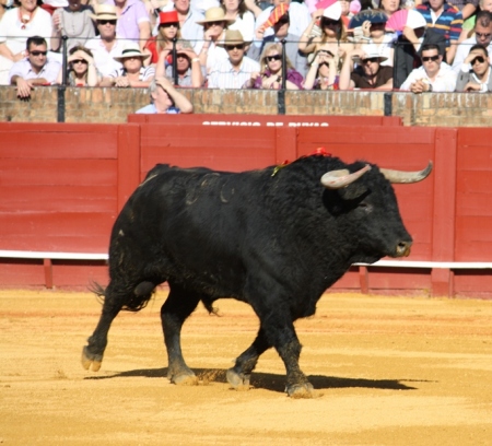 Spanish fighting bull. wikimediacommons