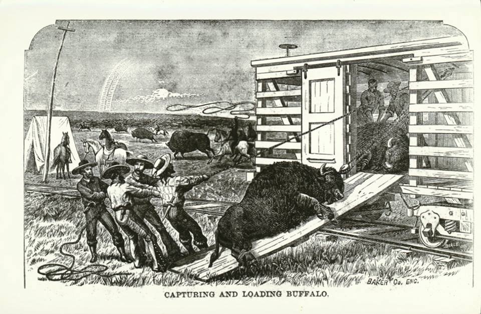 Men from Philip's ranch loading buffalo on to a train car. The Buffalo King